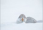 Mountain Hare - John Scholey (Open).jpg